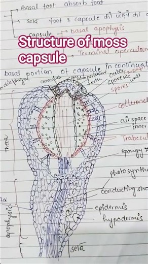 structure of moss capsule#bryophyta#neet biology #shorts