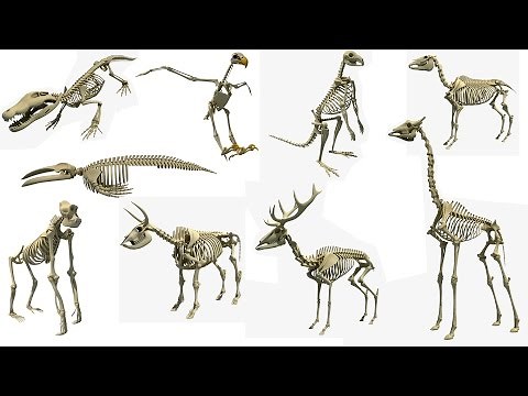 Animal Skeleton 3D Models
