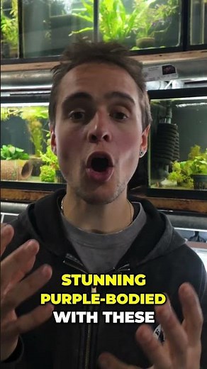 Galaxy Rasbora: The Stunning Fish Taking Over the Aquarium World! #shorts