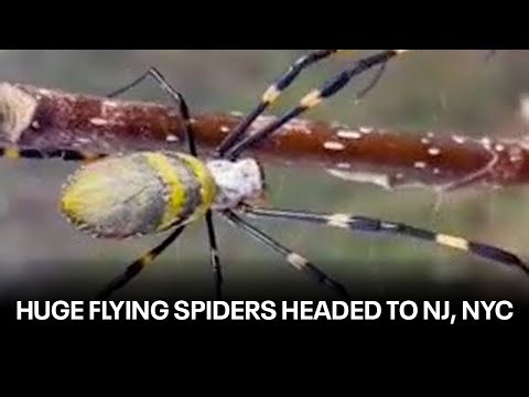 Huge, venomous flying spiders headed to the northeast: Everything you need to know