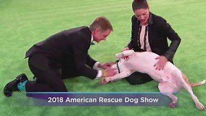 16K views · 453 reactions | The "American Rescue Dog Show" is now available for streaming. Try a 7-day free trial of Hallmark Movies Now for this show and more! | Hallmark Plus | Facebook