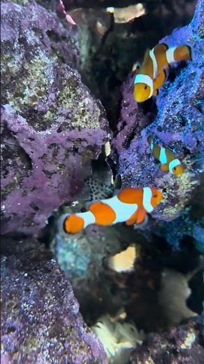 広島もとまち水族館 空間演出型アクアリウム「広島もとまち水族館」が、2025年10月31日(金)、広島の商業施設「パセーラ」にオープン。 広島市中区基町６−７８ #広島市 #水族館 #パセーラ