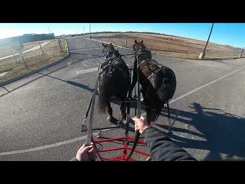 Teach your horse or mule to side-pass and “Gee” and “Haw” #013