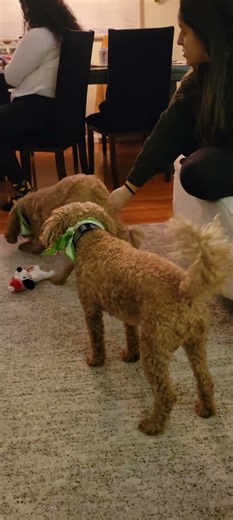 Teddy & Tanner Labradoodle dogs. 🐕❤️