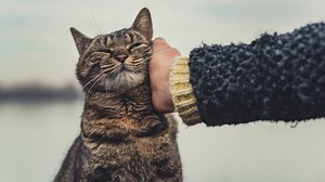 Comment savoir si votre chat vous aime