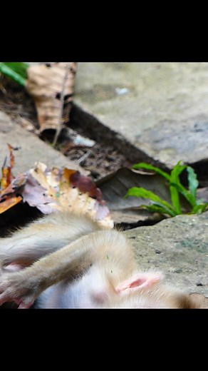 4.2K views · 95 reactions | The jungle waits as mother and baby reunite | Nature Life | Facebook