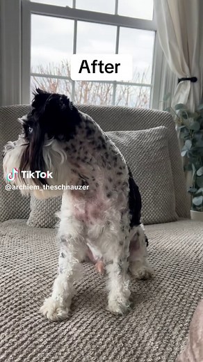 Dog Grooming Transformation: Miniature Schnauzers