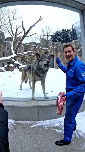 Zoo Keeper's Worst Nightmare!