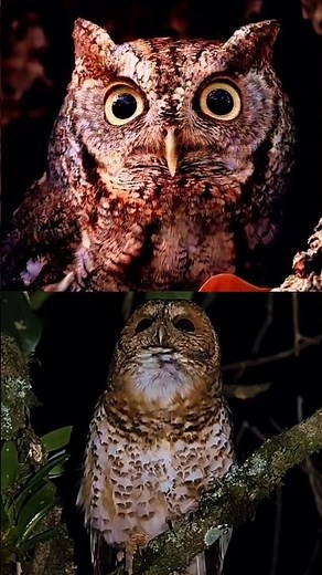 If You Hear This Owl at Night… Run 😨🦉 #wildlife #scary #owlrehab #maskedowl #owlrescue #greatgrayowl