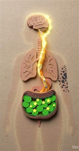 Your Gut Talks to Your Brain (Through the Vagus Nerve)