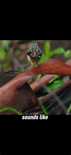 These 5 Birds Sound Unreal… Listen Closely