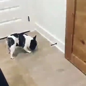 11 reactions |  credit : french.bulldog.owners...