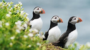 Puffins survey on Farne Islands checks for signs of climate change impact