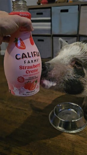 🔊 VOLUME UP: Meadow’s Morning ASMR is Everything! 🍓🥛 ​Forget the morning coffee—Meadow has officially entered her Strawberry Coconut Water Era and we are here for it! 💅✨ ​While the rest of us are barely functioning until that first caffeine hit, Meadow is out here living the high-vibe life. Honestly… who has it better than her?! 🐽 ​Listen to those happy slurps! Is there anything more therapeutic than a piglet enjoying her favorite pink drink? We think not. ​🐽 The "Meadow" Morning Routine: 