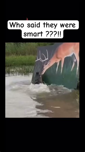 Smartest animal in the water ! 🤓