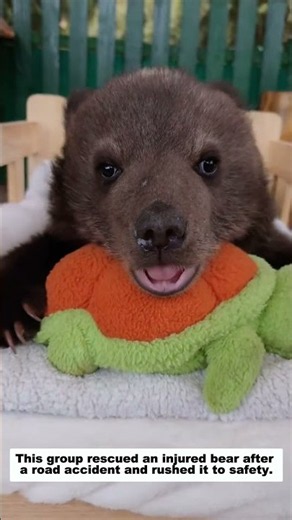 This group rescued an injured bear after a road accident and rushed it to safety.