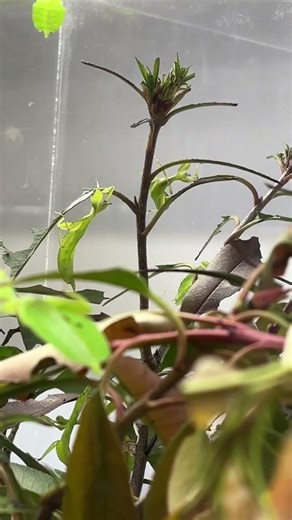 Leaf insect two. Explore science everywhere!