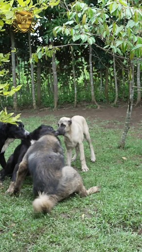 Dog Pack Series: Understanding the Different Breeds - Alabai, Kangal, Caucasian Ovcharka