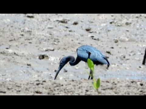 Little Blue Heron foraging (Egretta caerulea)