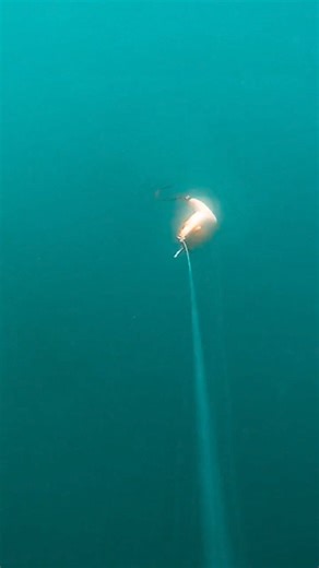 In-line fishing cameras have revolutionized how I think about striped bass! Here's a 40 inch striper engulfing a white Magic Swimmer that I was trolling at 6mph. Hope you enjoy! 😎 ✌🏻 🎣 | My Fishing Cape Cod