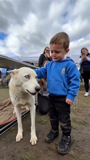 Little boy finds comfort with a gentle husky at outdoor event