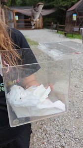 851K views · 6.1K reactions | Our second orphaned Hummingbird of the season has earned her ticket to freedom! | Humane Indiana Wildlife | Facebook