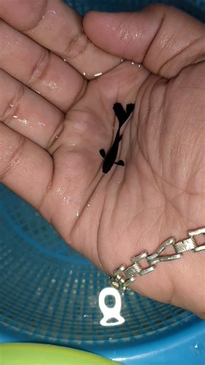 black moscow Guppy #exotic #guppybreeding #guppy #vairalshort #aquarium #vairalvideo