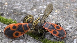 Vespula germanica, European wasp, German wasp, or German yellowjacket gets eaten by a Pyrrhocoris Apterus, firebug, red firebug, linden, sap sucking, red soldier bug.