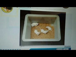 Sedative Hypnotic in mice by righting reflex method.