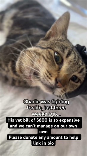 We will keep you updated #cat #adoptstrays #adoptionrocks#adoptdontshop #fyp