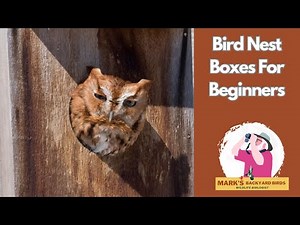 Bird Nest Boxes For Beginners