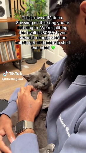 Lofi cat (feat. Matcha) ~ out now ~ #catdad #catsoftiktok #lofihiphop