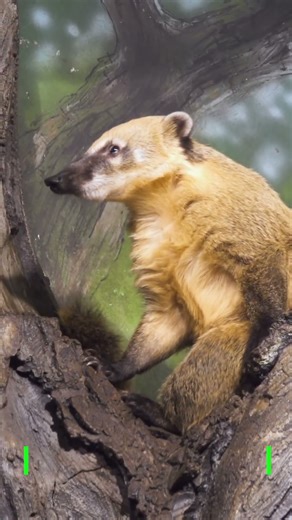 Coati Pausing on a Branch — A Quiet Forest Moment | Peaceful_Tranquil