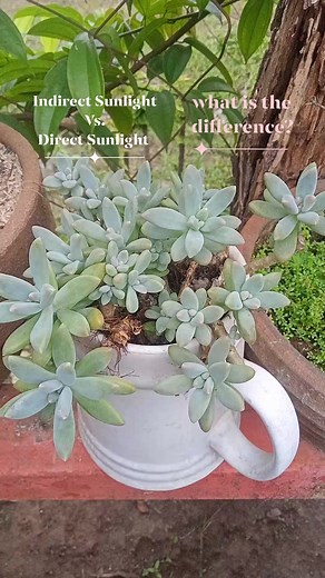 34 reactions · 13 shares | Indirect Sunlight vs. Direct Sunlight whats the difference???樂 #iloveplants #succulents #succulove #directsunlight #fullsun #indirectsunlight #whatsthedifference #AmaZing #beautiful #exquisiteplants #plantsmakemehappy #stressrelief #stressreliever #plants #plantsmom #plantitaph #reels2023 #shortvideofbreels #reelsvideo #reelsfb #reelsviral #mamalynsgarden Mamalyn's Garden | Mamalyn's Garden | Facebook