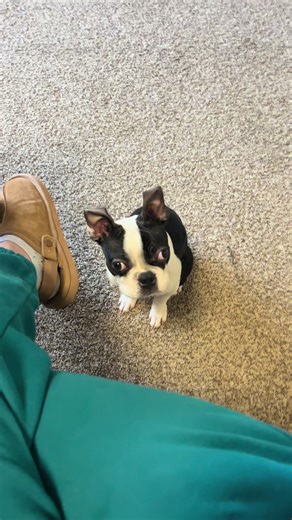 Life with a Boston terrier be like😂