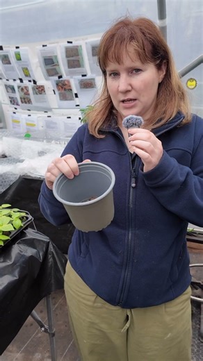 HOW TO pot on Chillies