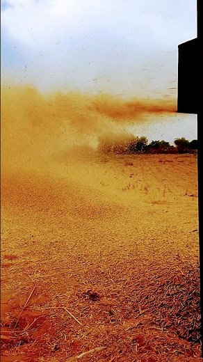 "Wheat Threshing 101: Watch the Step-by-Step Process in Action!"|#viralvideo