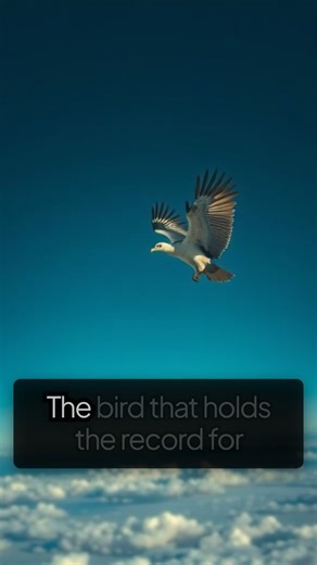 Vulture #vulture #vultures #birds #factsyoudidntknow #bird