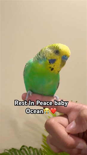 We will miss you ocean❤️😭#sad #missyou #budgies #sadmoment #cutebird #budgielove #parrotfamily