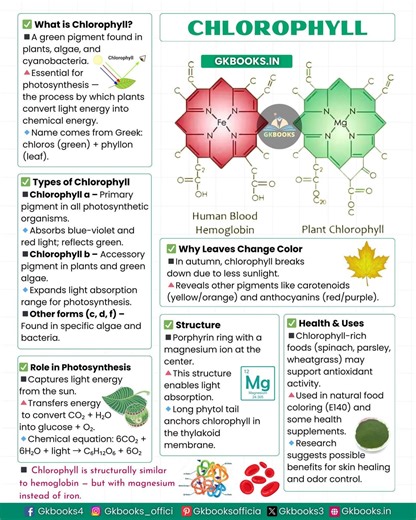 This infographic explains chlorophyll, the green pigment essential for photosynthesis, covering its definition, types (chlorophyll a, b, and others), molecular structure, and role in capturing light energy. It also highlights why leaves change color in autumn and explores the health uses of chlorophyll, making it ideal for students and exam-oriented biology learning. #Chlorophyll #Photosynthesis #PlantPhysiology #BiologyInfographic #NCERTBiology | Gkbooks
