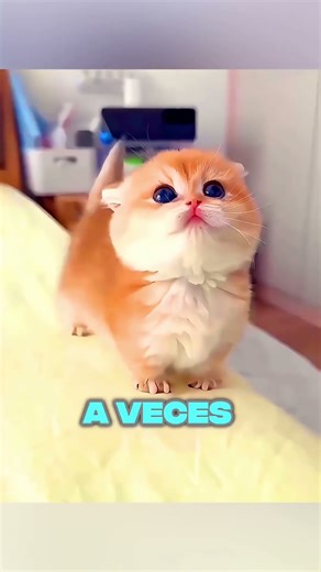 El gatito más tierno que robó el corazón de su dueña 🐾💖