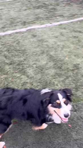 Howl-o-ween fun! | All Aboard Doggy Daycare & Boarding