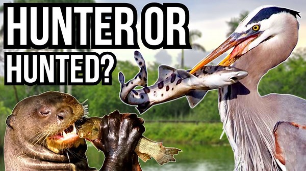 5 Animals That Reverse Famous Predator Prey Relationships