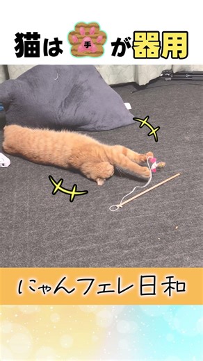 猫の手の動きが可愛い過ぎる