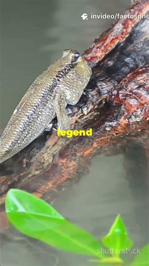 This Fish Walks on Land ! Mudskipper !!