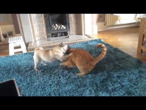 Pug and cat playing together