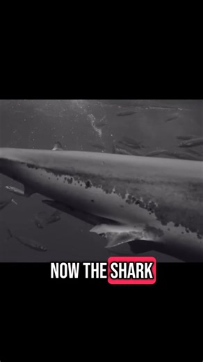 148K views · 2K reactions | Largest Great White Shark Attack On Record. | Oceanic Society | Facebook