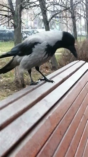 Любопытная ворона Банши / Female crow Banshee is curious