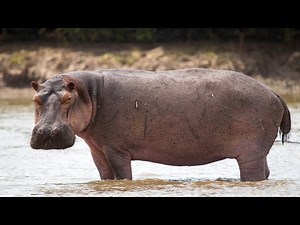 Exploring the Mighty Hippopotamus: Nature's Aquatic Giants!