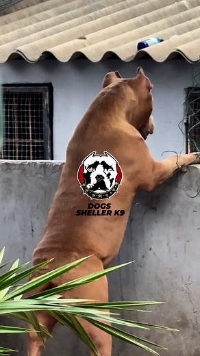15K views · 354 reactions | BMF BALROG ❤️ | Dogs Sheller K9 | Facebook